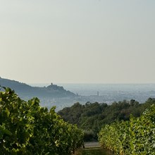 Vulkaniska viner i Soave och på Santorini: En unik smak av jord och lava Vulkaniska viner i Soave och på Santorini: En unik smak av jord och lava