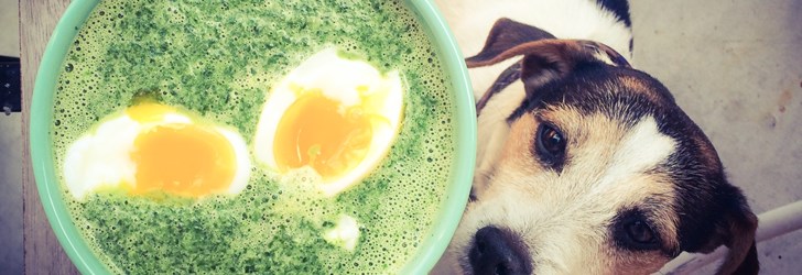 foodfolder-spenatsoppa