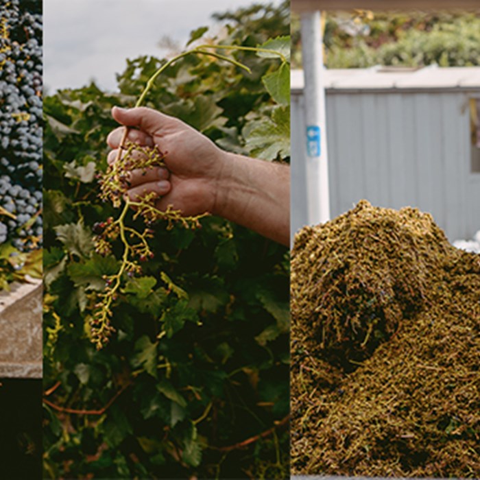 hållbarhet i vinproduktion hållbarhet i vinproduktion