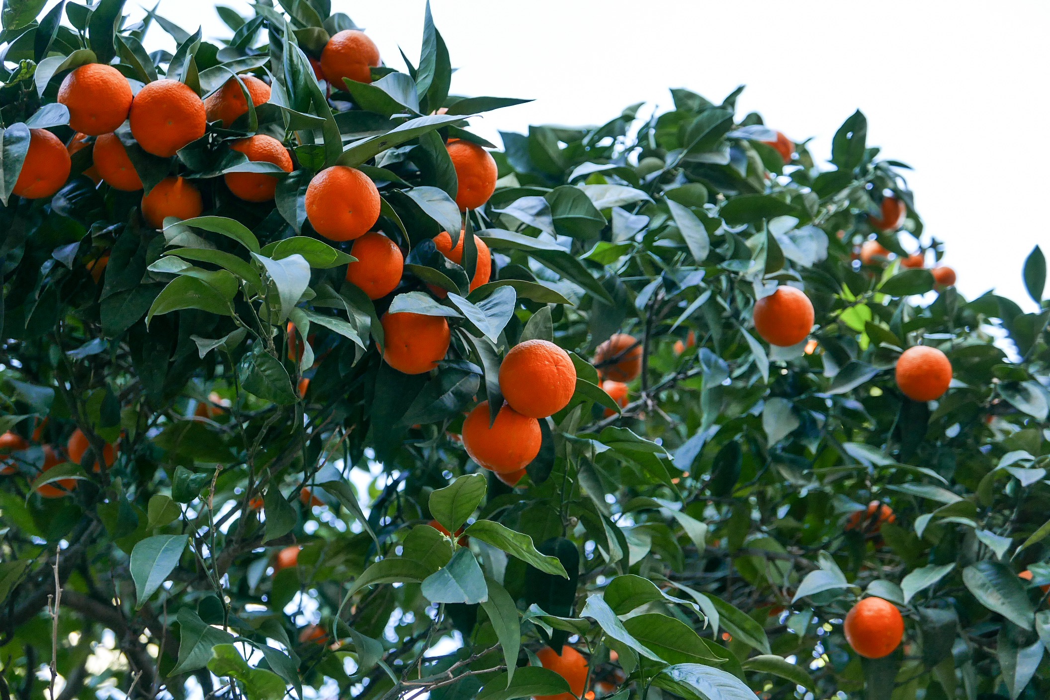 foodfolder-barcelona-oranges.JPG
