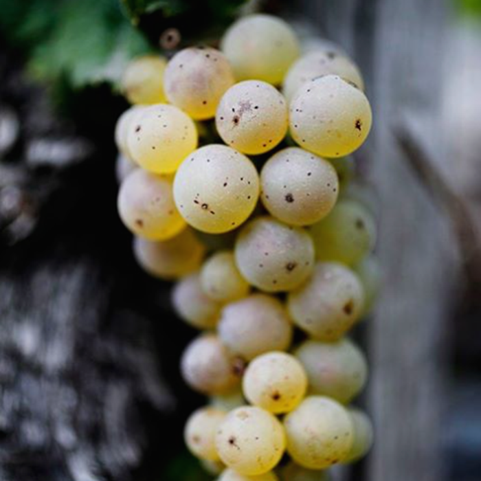 riesling och co riesling och co