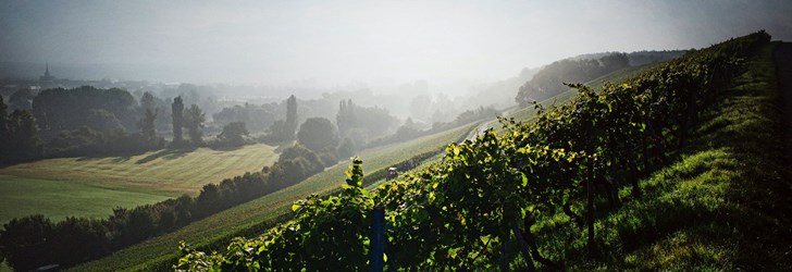 foodfolder-wines-of-germany.jpg