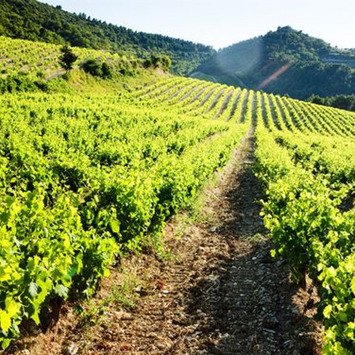 rhone rhone