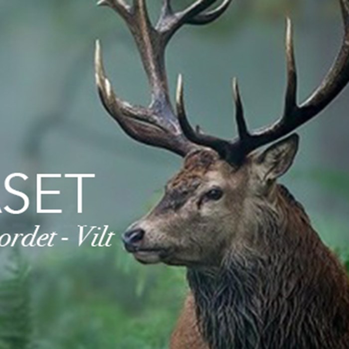 på bordet - vilt på bordet - vilt
