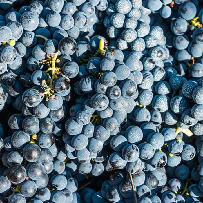 Syrah vs Shiraz Syrah vs Shiraz