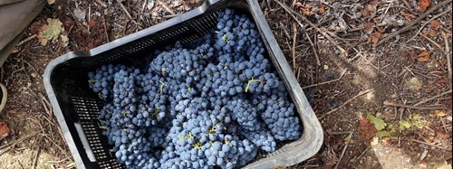 En korg med skördade menciadruvor, Ribeira Sacra, Galicien.